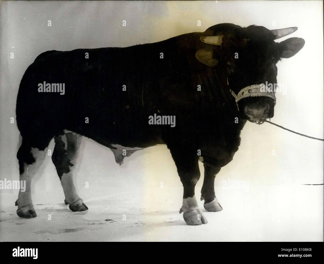 Mar 06, 1972 - Un Maine-Anjou Bull all'agricoltura internazionale mostra Foto Stock