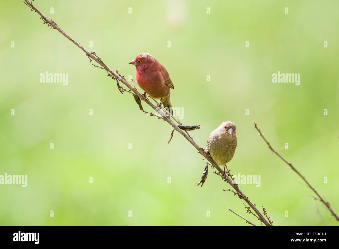 Rosso-fatturati firefinch o il Senegal firefinch (Lagonosticta senegala). Fotografato in Tanzania Foto Stock