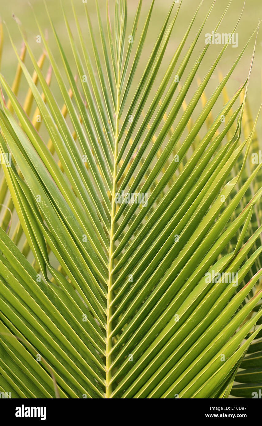 ombre di foglia Foto Stock