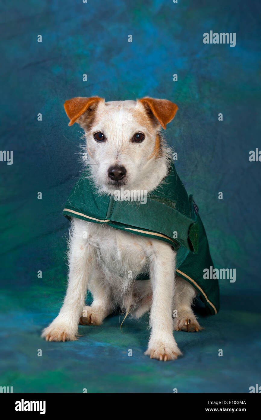 Jack Russell Terrier in cappotto invernale ritratto in studio Foto Stock