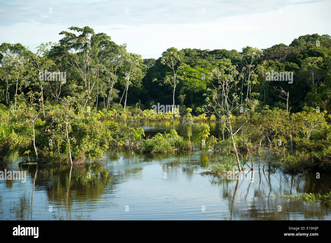 Giungla sul bordo del fiume Ibare in Bolivia Foto Stock