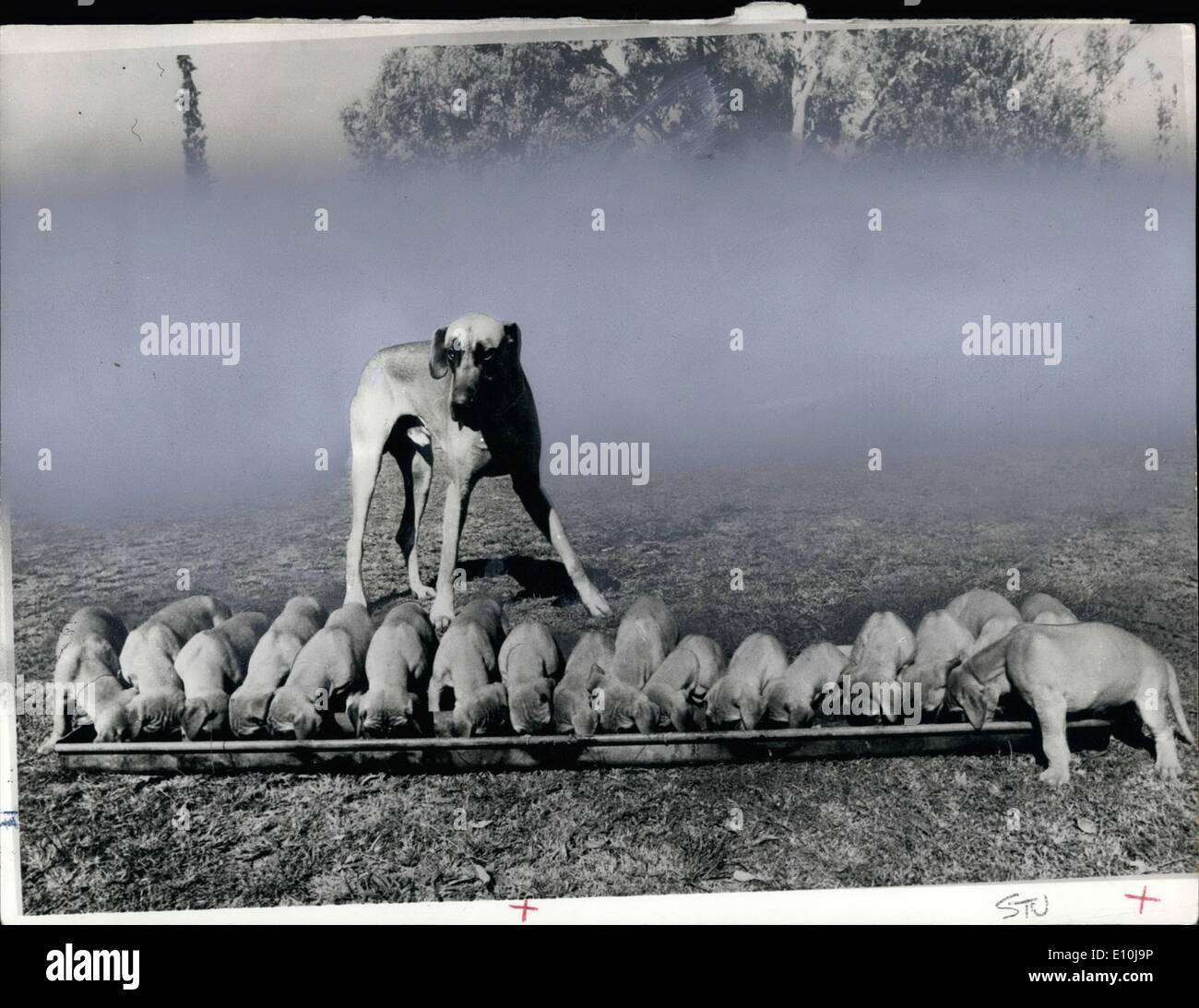 Il 12 Dic. 1972 - Record del Mondo per lettiera? Nessuna meraviglia che il papà è alla ricerca fieri. Egli ha discende una cucciolata di 18 Great Dane cuccioli - ritiene di essere un record del mondo. Il campione del padre è Raatu Raimondi, e la madre è anche una piena di razza Alano, Raatu Radziwell. Funzioni di alimentazione sono state suddivise in tre modi diversi, alcuni da un passo-madre, alcuni da parte della madre e alcuni dalla bottiglia. loro allevatore, la sig.ra Margaret Haerse, di Raatu cucce in Moorebank, Nuovo Galles del Sud, Australia, dice che lei non ha mai sentito parlare di tutti i sopravvissuti di un tale figliata grande. Il mese-vecchio cuccioli sono tutti bene. Foto Stock