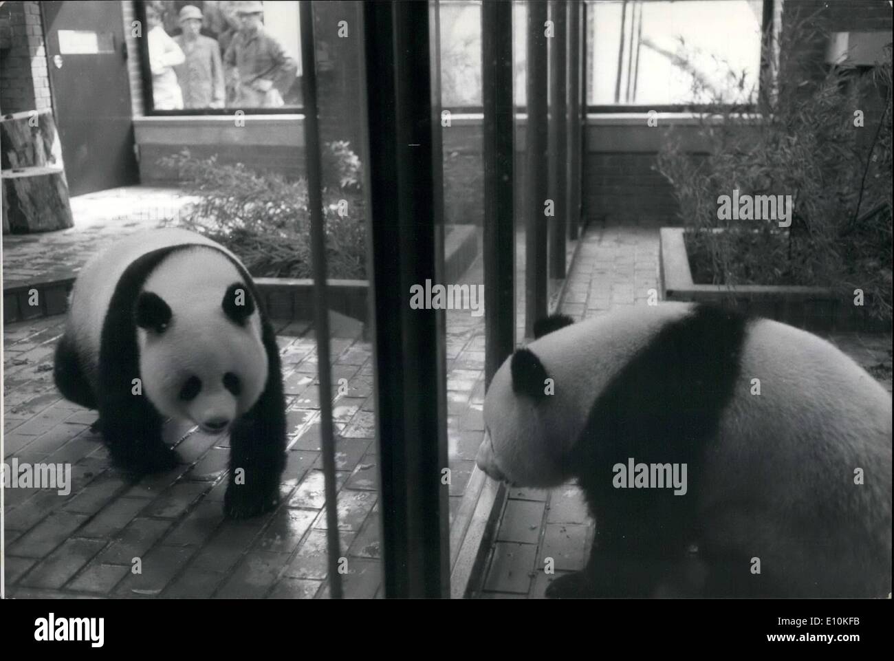 05 maggio 1973 - i Pandas di Tokyo si spostano in New 60,000 ''Home''.: I due panda giganti Kangkang e Lanlan, presentati dalla Cina al Giappone quest'anno, dopo il rinnovo delle relazioni amichevoli tra i due paesi, sono stati spostati in nuove penne che costano 60,000 per costruire. La nuova "casa" copre 154 metri quadrati. È climatizzata e dispone di riscaldamento a pavimento, spray lavavetri e insonorizzazione. Sono inoltre presenti un parco giochi all'aperto di 223 mq e docce, oltre ad una penna speciale per i panda dei bambini Foto Stock