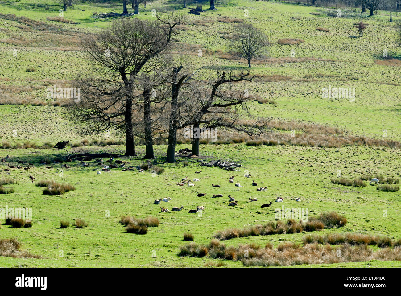 San Donato Monchelsea village, Kent, Inghilterra. Il Deer Park visto dal sagrato della chiesa Foto Stock