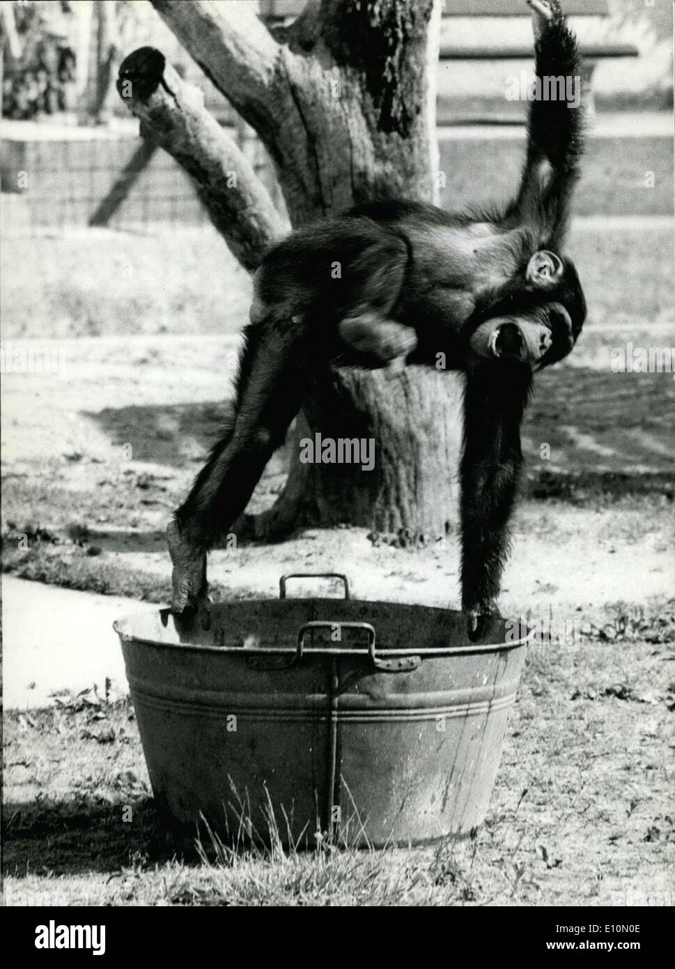 Lug. 03, 1973 - nella foto è uno scimpanzé rambunctious al zoo di Monaco. Nonostante il caldo torrido, chimp gira intorno, volare qui e là e godendo le cose. Foto Stock
