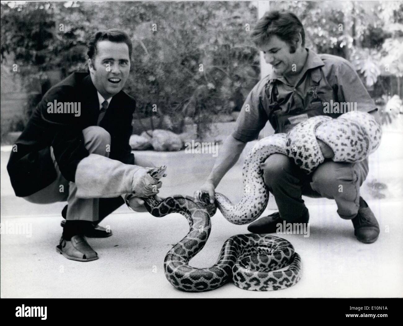 Agosto 08, 1973 - Due Anacondas giallo per lo Zoo di Hellabrunn Monaco di Baviera: Zoo Direttore Dott.ssa Wunschmann (1) e del rettile keeper Karl-Heinz Oliv (r), erano entrambi felici con queste ultime troppo acquisizioni e due per il giallo Anacondas dal Matc Grossc Provincia del Brasile. Questa gamma include i serpenti più lunga del mondo - il record di 9 metri. Questi due qui non sono così a lungo, uno è di tre metri, e le altre due e una metà. Foto Stock