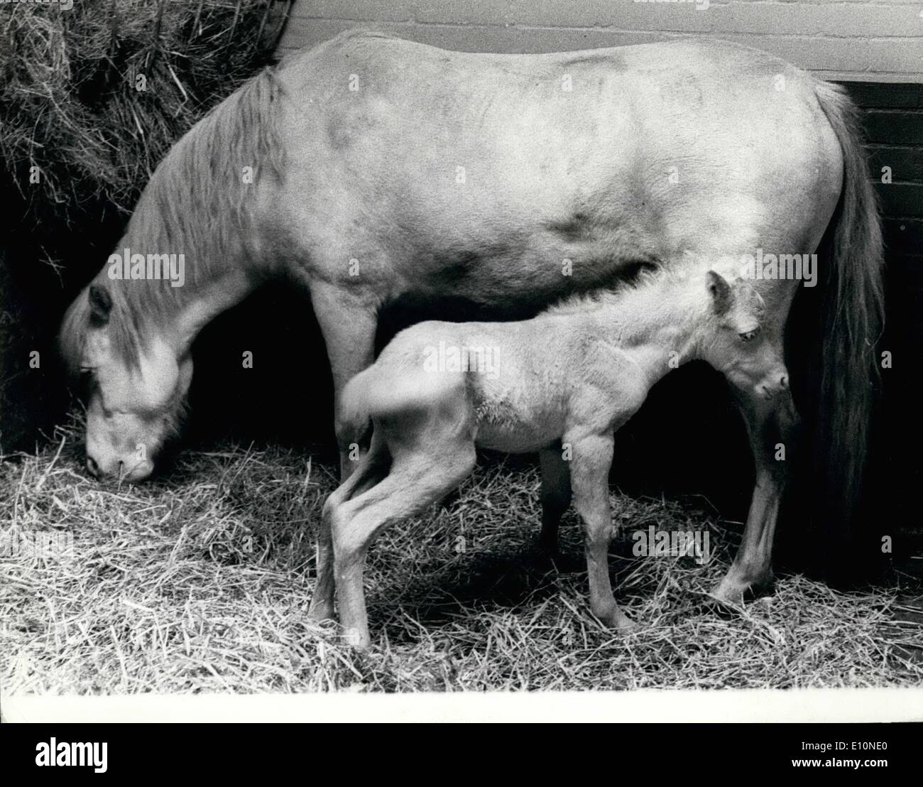 Agosto 08, 1973 - Lo Zoo di aggiunta più recente: un Welsh Pony di montagna è nato nelle prime ore di questa mattina presso lo Zoo di Londra, e Foto Stock