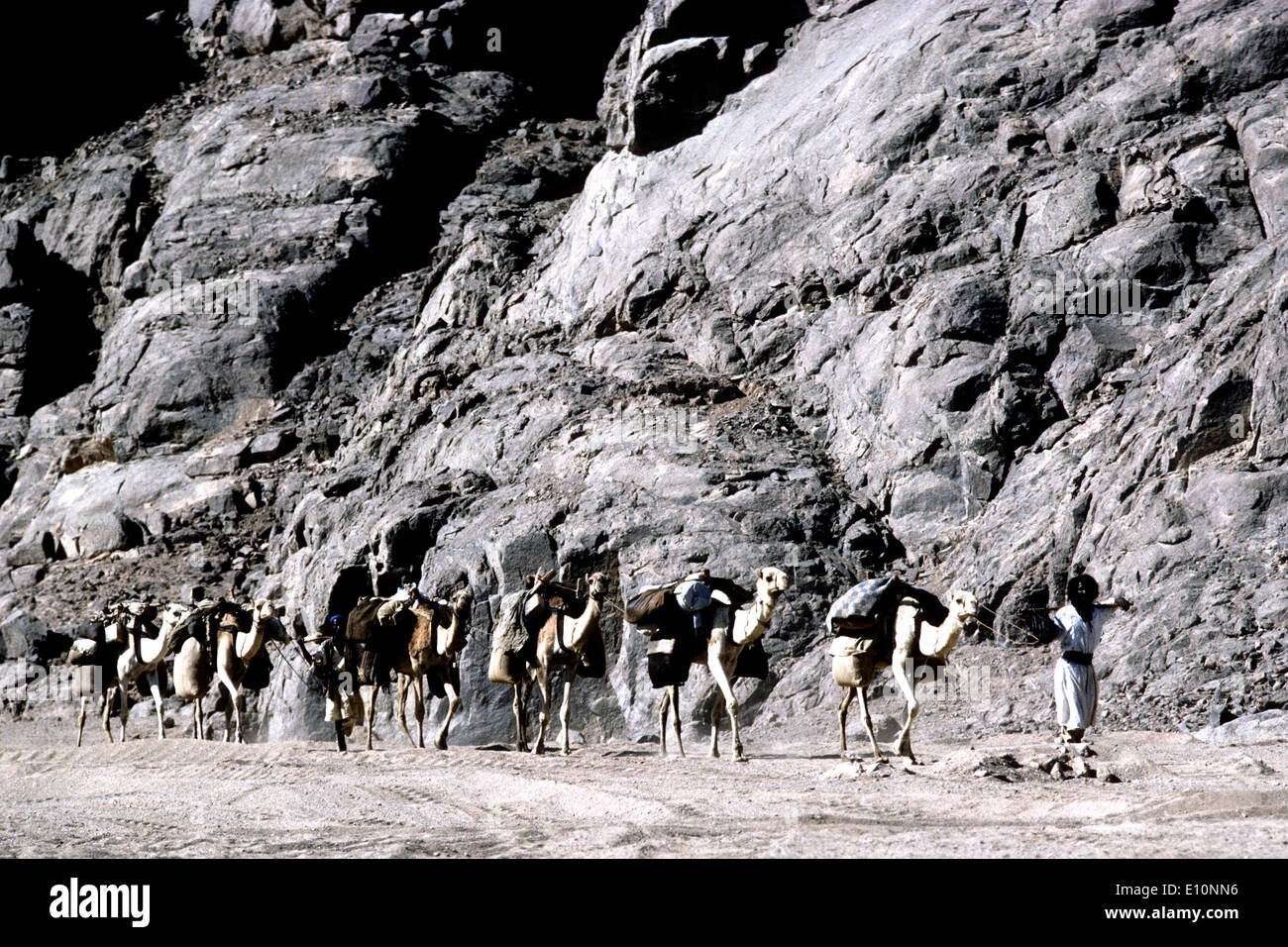 Camel caravan di Beja (Bishari) tribù in Alto Egitto. Viaggiando da Assuan al Sudan. Foto Stock