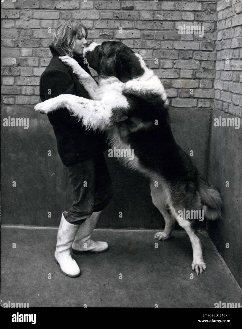 Dic. 28, 1973 - Big Dog persa.: saluti stagionali sono state quasi travolgente per la Sig.ra Leslie Robinson, un canile cameriera a battersea Foto Stock