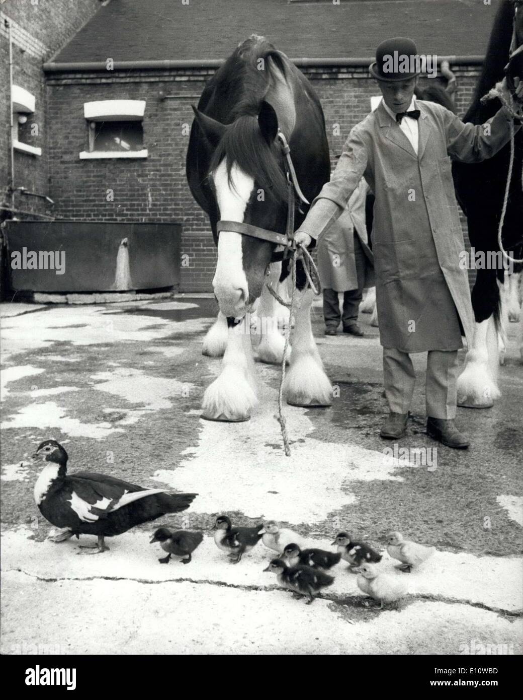 Giugno 19, 1974 - 16 Brewery Shire cavalli andare sulla parata: Sedici di giovani's Brewery i magnifici shire cavalli erano su parade presso il birrificio Wadsworth oggi, per dare una dimostrazione dal vivo di iscrizione su uno della birreria di motori di bean di lettura: Ereated per 12 cavalli potenza può 1835 e modificata a 16 cavalli power Ottobre 1863'' il fascio motore, insieme con un modello più recente installato nel 1867, è ancora al lavoro presso la birreria oggi dando potenza per la fresatura e la miscelatura Foto Stock