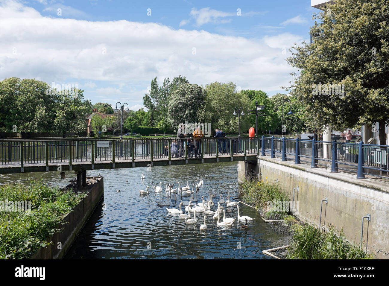 Alimentazione dei cigni a carta Quay habitat per la flora e la Fauna di Kingston upon Thames Foto Stock