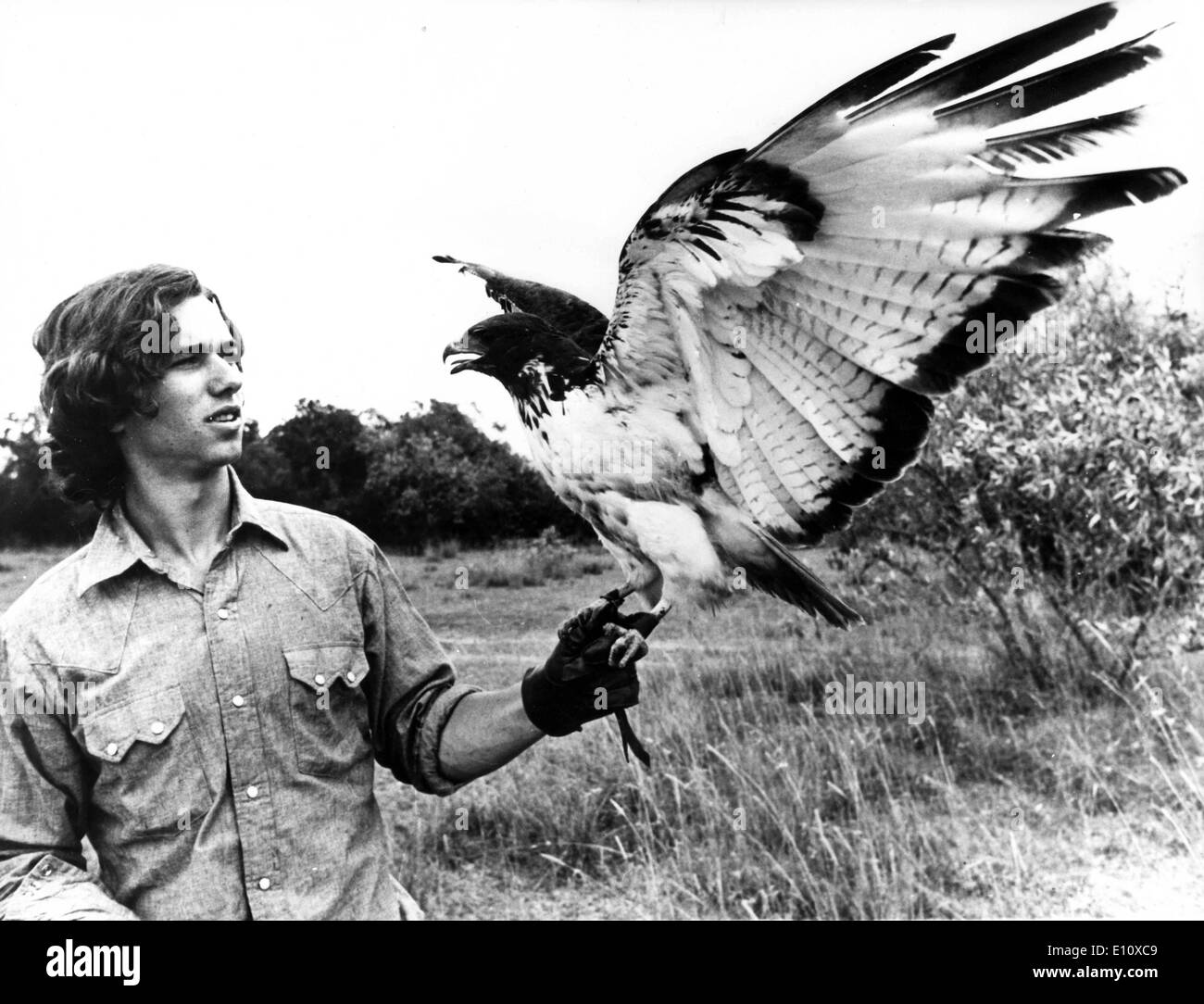 ROBERT KENNEDY, Bobby studiando un falco dopo la cattura di esso durante le riprese in Kenya Foto Stock