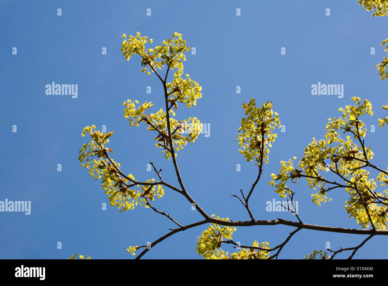 Acer platanoides, Norvegia maple blooming, Finlandia Europa Foto Stock