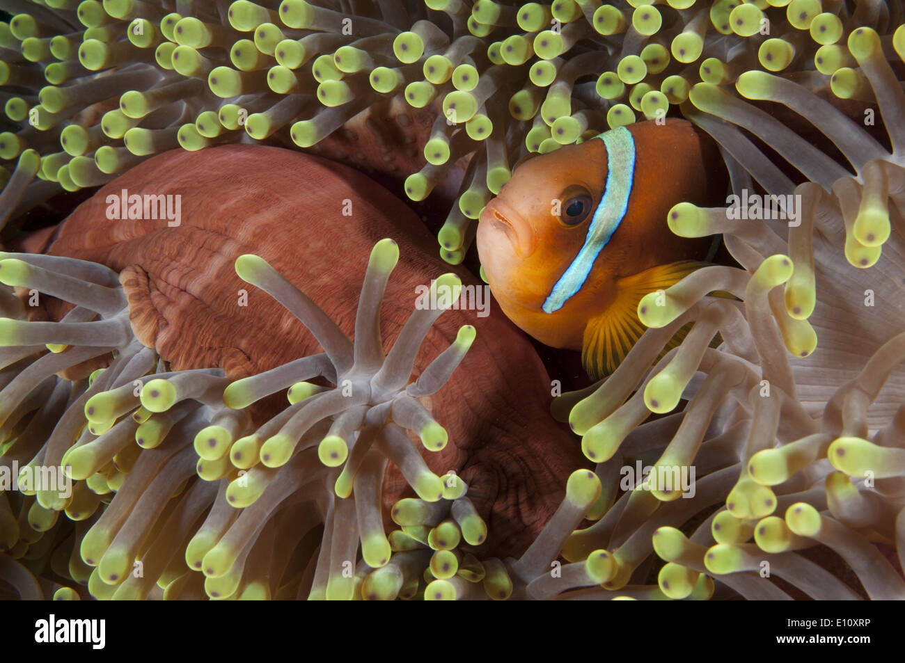 Mar Rosso anemonefish, Sudan (Amphiprion bicintus) Foto Stock
