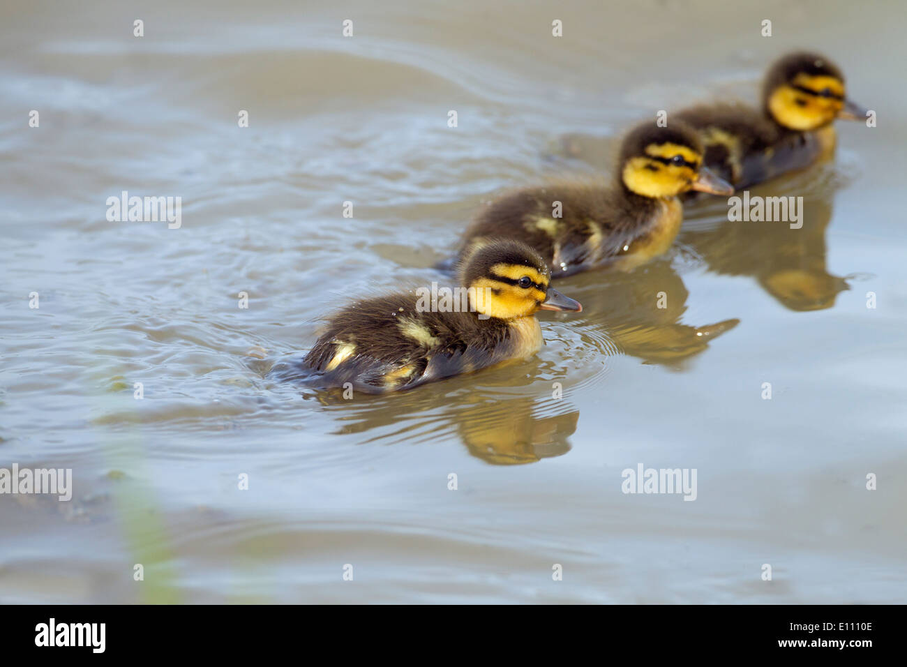 Germano reale Anas platyrhynchos appena tratteggiato covata anatroccolo Foto Stock