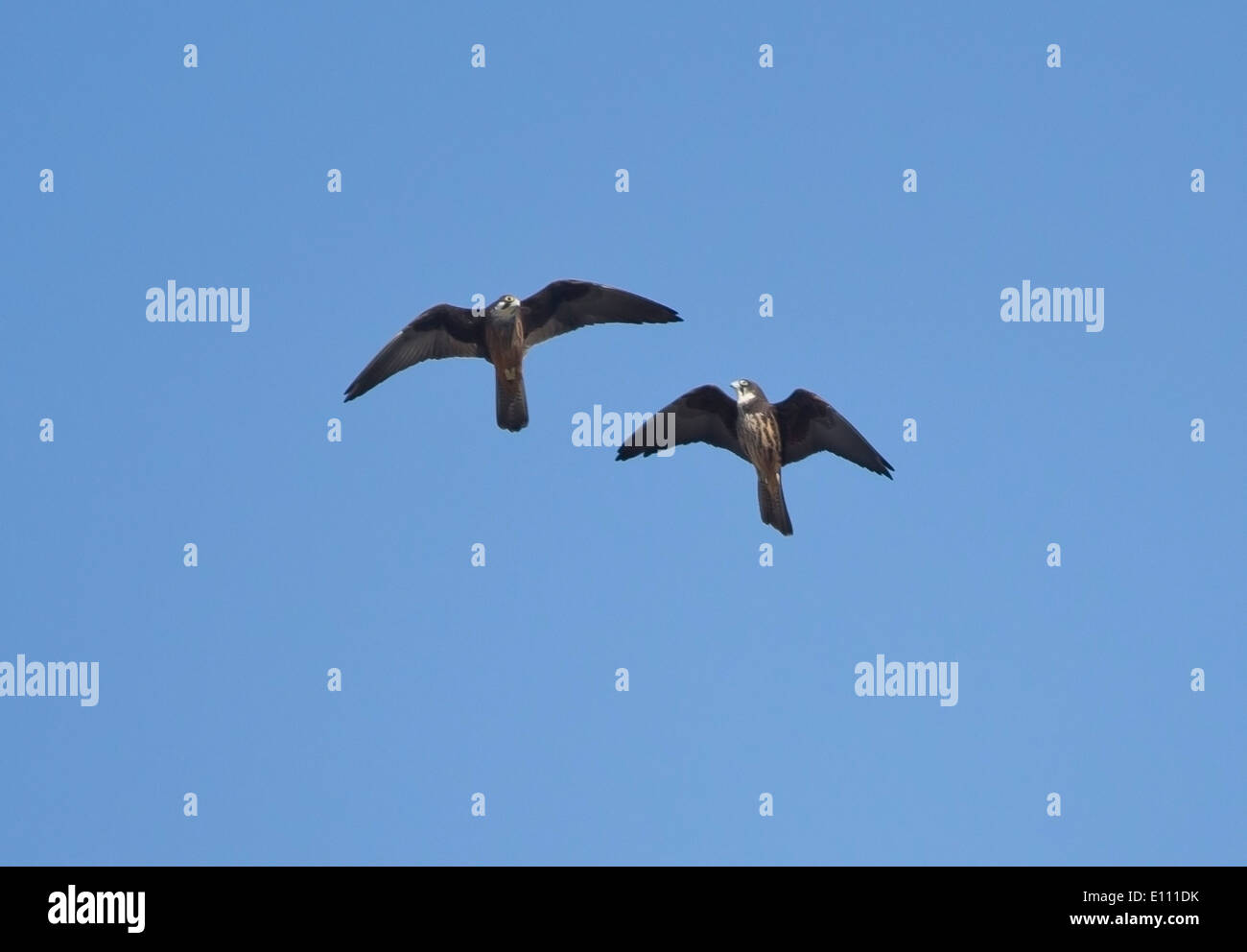 Adulto Eleonoras Falcon Falco eleonorae in volo insieme kensington scogliere di cipro Foto Stock