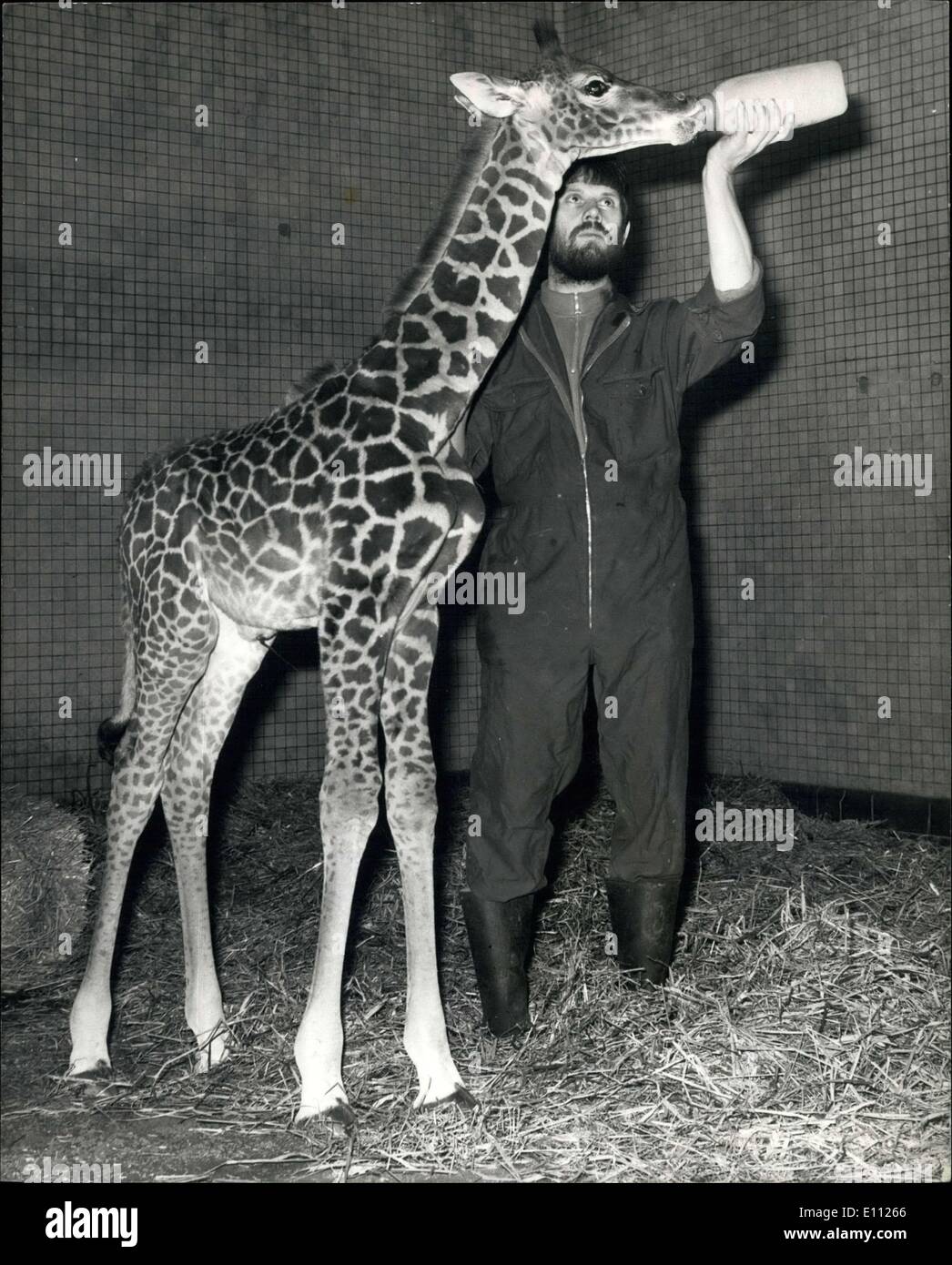 22 gennaio 1975 - Una giraffa Bambino nato presso il London Zoo: un nuovo arrivo al London Zoo è 'John' una giraffa bambino che è nato il Foto Stock