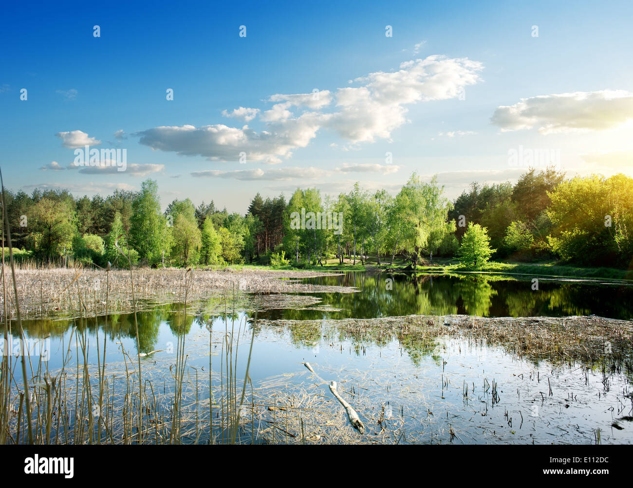 Ampio fiume con lenticchie d'acqua nella foresta di sunrise Foto Stock