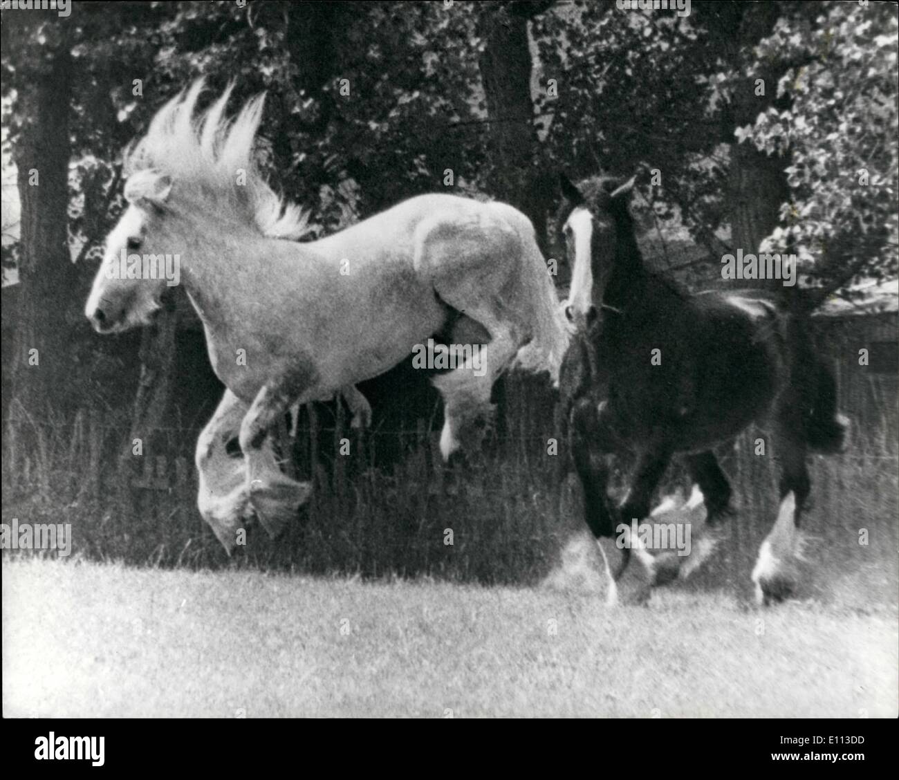 Lug. 07, 1975 - Città Cares sparso su Agriturismo: Ton-up sul hop farm come Gilbert 11, un bambino di sei anni colline punteggiano il grigio-shire hourse, Foto Stock