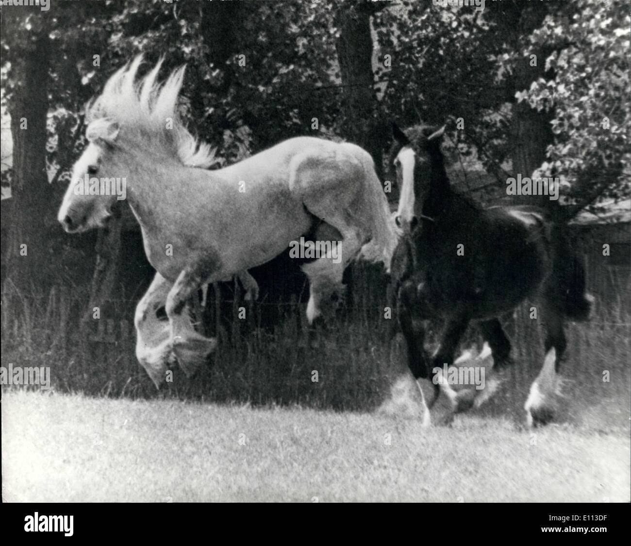 Lug. 07, 1975 - Città cares sparso su agriturismo: Ton-up sul hop farm come Gilbert 11, un bambino di sei anni colline punteggiano il grigio-shire cavallo, del peso di una tonnellata, ha mostrato la sua gioia all'inizio annualmente un mese di vacanza ieri a Whitbread Home Farm a Beltring, vicino Paddock Wood, Kent.Al suo fianco iis 14 anno vecchio vim. i cavalli sono normalmente stabulati in città dove sono in grado di offrire la birra e di tanto in tanto appaiono in più occasioni formali, come il signore sindaco di spettacolo. Foto Stock