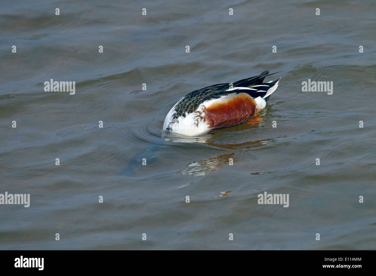 Shoveler Anas clypeata alimentazione Drake Foto Stock