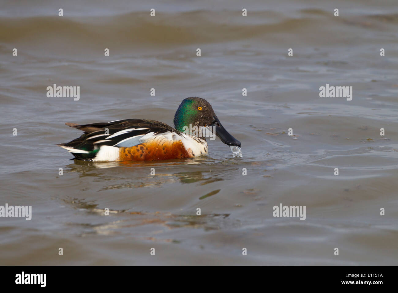 Mestolone Anas clypeata Drake Foto Stock