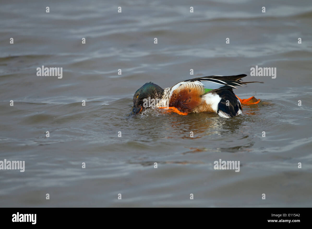 Mestolone Anas clypeata drake preening Titchwell paludi Norfolk Foto Stock