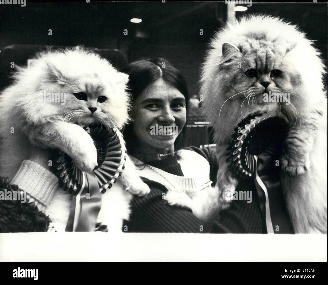 Il 12 Dic. 1975 - TCP Gatti mantenere i premi in famiglia. La foto mostra: Padre (destra) e figlio, parte superiore delle rispettive classi nella National Cat Club Championship Show all'Olympia, raffigurato con il loro proprietario, Onorevole Janet verde, di Whitby, con il loro proprietario, Onorevole Janet verde, di Whitby, Yorks. Hanno vinto il primo premio nell'adulto e gattino sezioni per il nuovo regime IVAty argento ombreggiata Persiani. Foto Stock