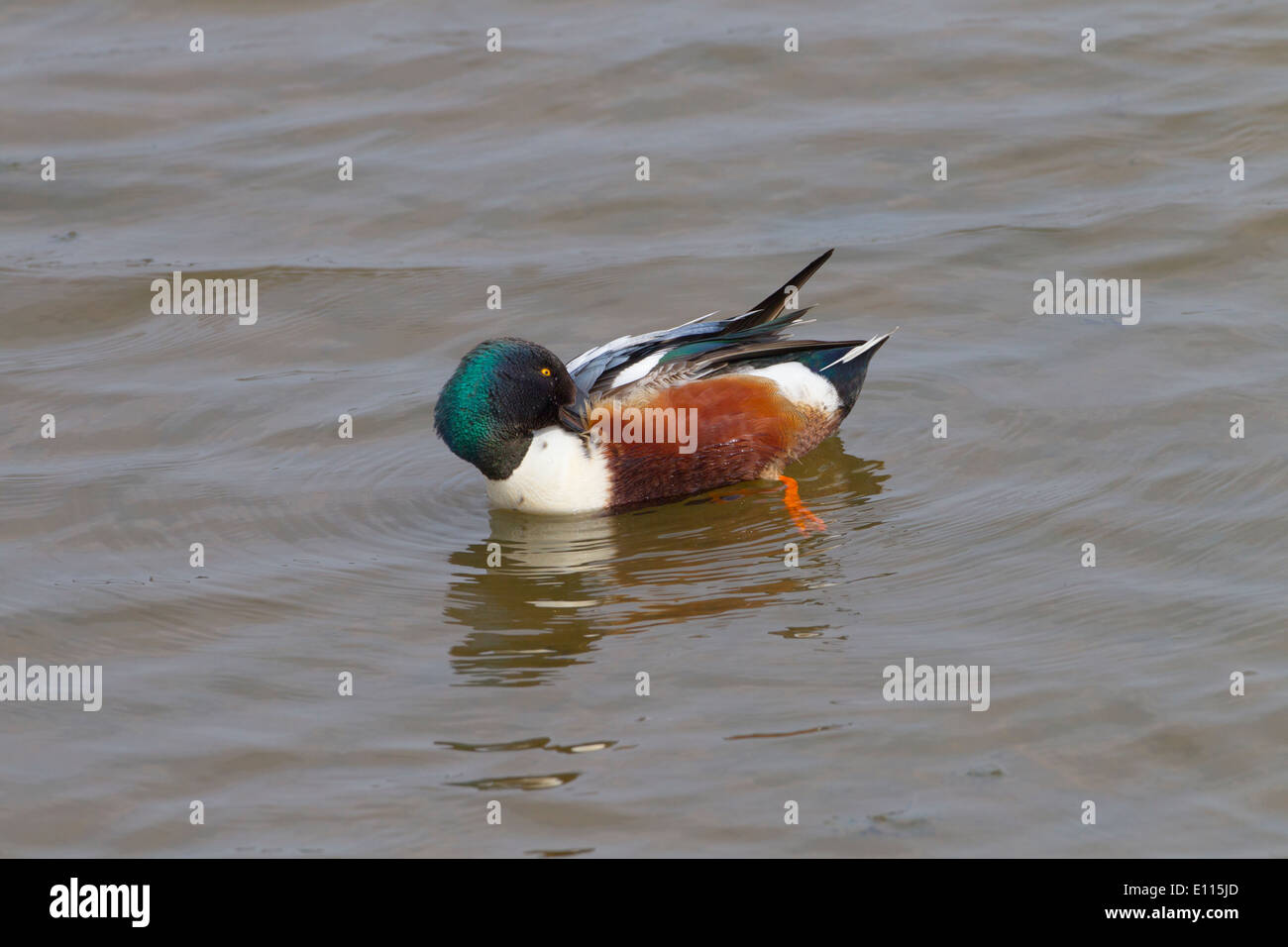 Shoveler Anas clypeata drake preening Norfolk Foto Stock