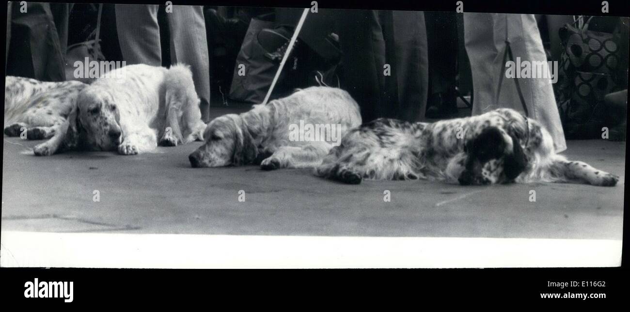 Febbraio 02, 1976 - Cruff's Dog Show all'Olympia possiamo attendere!: mostra fotografica di questi Setter inglese fatte a loro agio mentre in attesa per i giudici, nella famosa cruff's Dog Show, che si terrà presso l'Olympia di Londra. Foto Stock