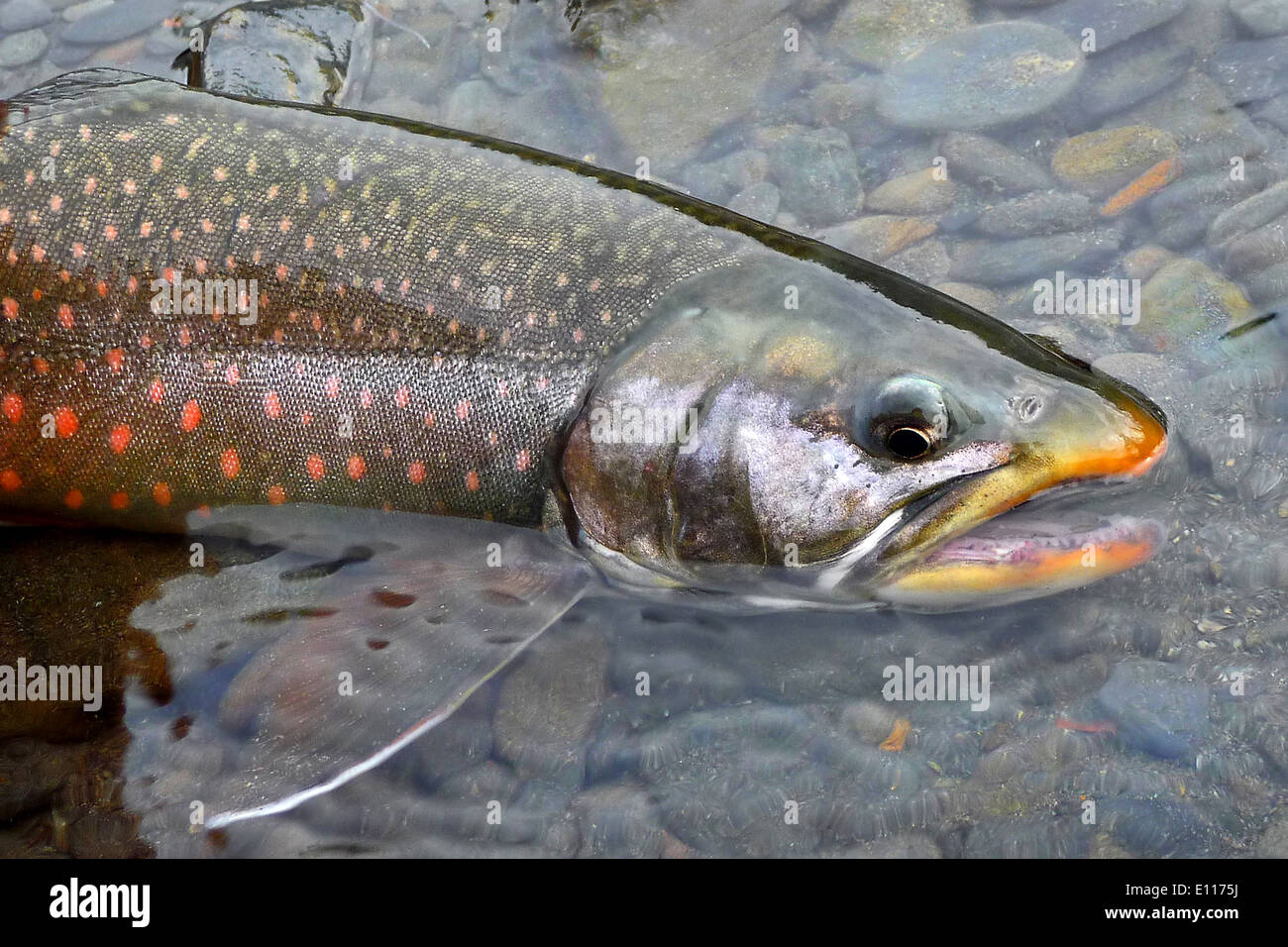 Quartz Creek in Alaska ospita il Dolly Varden Char, una specie di pesci conosciuta per i suoi colori vivaci. Questi pesci prosperano in corsi d'acqua freddi e limpidi, rendendoli una parte importante dell'ecosistema acquatico della regione. Foto Stock