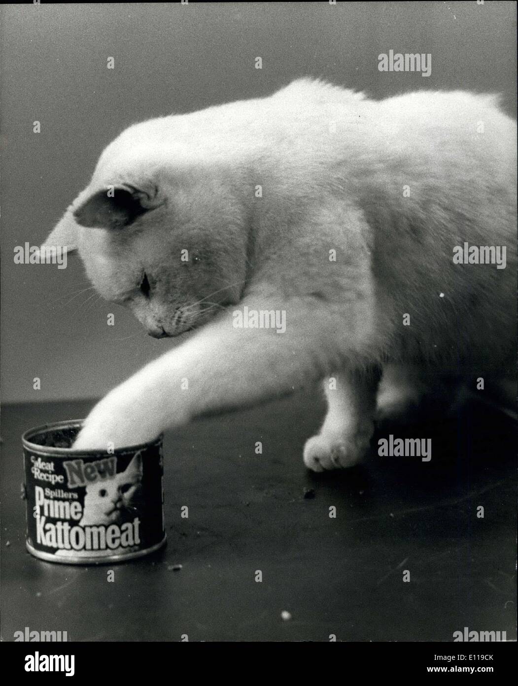 Apr. 24, 1976 - Sam la nuova televisione Top Cat: un bianco tom chiamato Sam è quello di prendere in consegna la televisione top cat ruolo reso famoso dal compianto Arthur. Sei-anno-vecchio Sam sarà la molla per fama come la televisione aristocat sedi con la sua zampa, lo stesso come Arthur.domani egli lancerà un /2 milioni di televisori della campagna pubblicitaria per alimento di gatto.spettatori potranno vedere Sam introdotto in una doppia zampata di mangiare agire con Arthur. scomparso lo scorso febbraio. Essa è stata depositata lo scorso anno mentre Sam era stato curato per sostituire l'invecchiamento Arthur Sam ha avviato in precedenza in spot pubblicitari con Arthur era un gattino Foto Stock