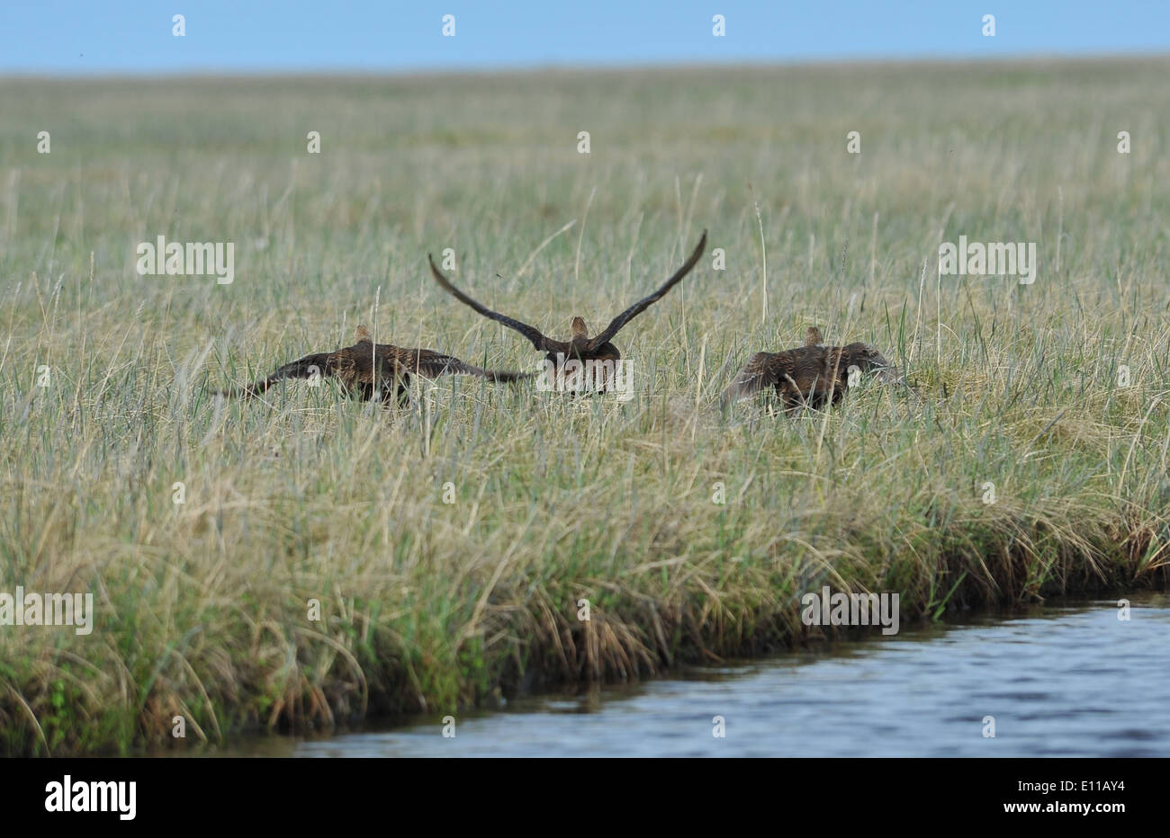 Le femmine di Eiders Spectacled (Somateria fischeri) sono grandi anatre marine che si trovano nell'Artico. Sono noti per le loro distintive marcature facciali con occhiali. Questi uccelli si riproducono in Alaska durante l'estate e migrano per l'inverno. Le loro popolazioni sono monitorate per la conservazione a causa della perdita di habitat e dei cambiamenti climatici. Foto Stock