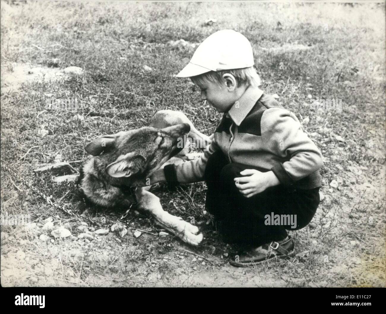 Dic. 15, 1976 - Little Boy gioca con ''Killy'' Wolf Cub Foto Stock