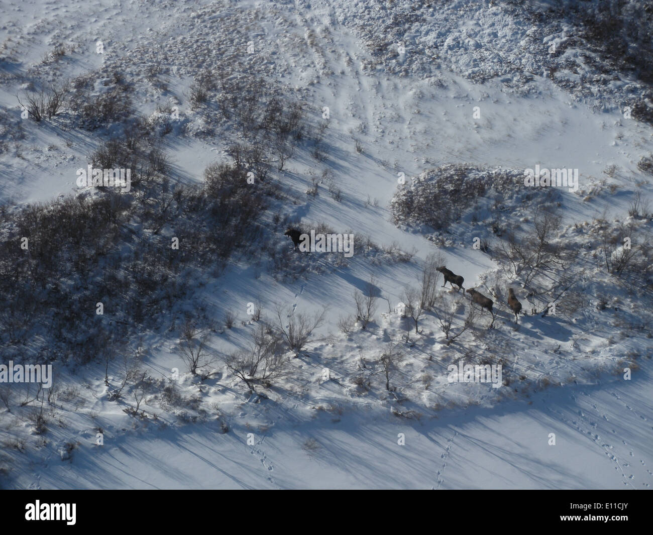 Un'indagine sull'alce nel Delta dello Yukon, Alaska, si concentra sulle abitudini invernali di questo mammifero, esaminandone la distribuzione e il comportamento nella stagione fredda per sostenere gli sforzi di gestione della conservazione. Foto Stock