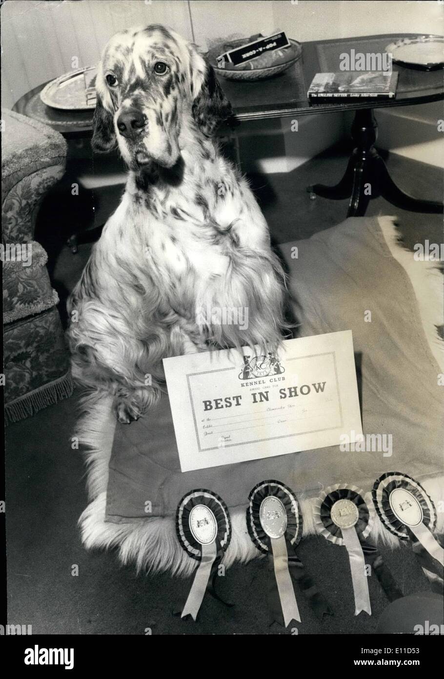 Febbraio 02, 1977 - Un Setter inglese è quest'anno Campione del supremo; quest'anno campione del supremo al Crufts Dog Show all'Olympia è e Setter inglese chiamato Bournehouse maestro di ballo. Un grigio, bianco e marrone età 3 1/2 usualmente noto come Terry. Egli è stato mostrato da un hardware Stafforshire fabbricazione, il sig. Gordon Williams. È stato il primo di 13 anni rispetto a un Setter inglese era stato best in show. La foto mostra il campione del supremo Bournehouse maestro di ballo dopo il suo trionfo al Crufts Dog Show sabato scorso. Foto Stock