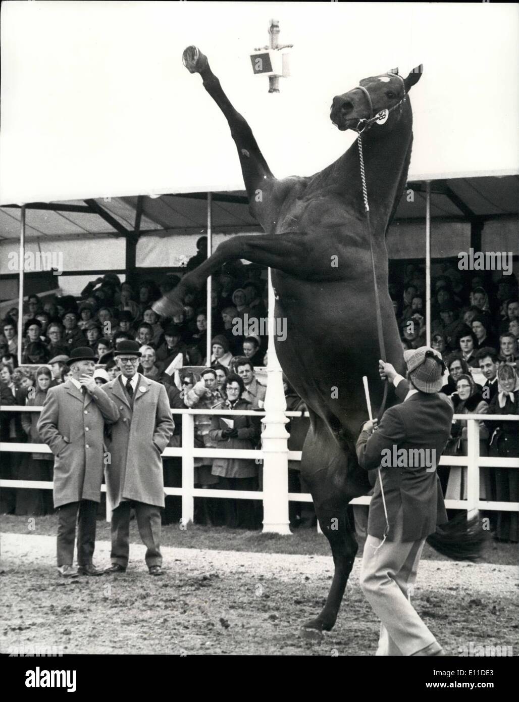 Mar 03, 1977 - Re sovrano mettere in piedi uno show per i giudici: la luce nazionale di allevamento di cavalli della società stallone show ha avuto luogo a Newmarket ieri. La foto mostra il sovrano re mettere in piedi uno show per impressionare i giudici durante la luce nazionale di allevamento di cavalli della società stallone mostrano a Newmarket ieri Foto Stock