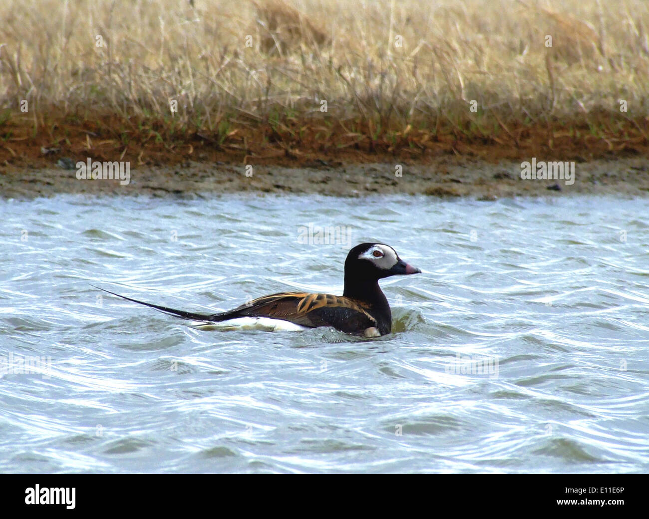 Long-tailed drake Foto Stock