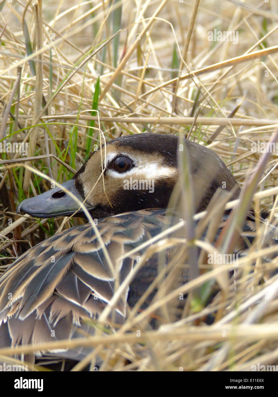 Una gallina d'anatra dalla coda lunga riposa sul suo nido durante l'estate dell'Alaska, una vista rara quando queste anatre marine si riproducono nelle regioni costiere dell'Alaska. Foto Stock