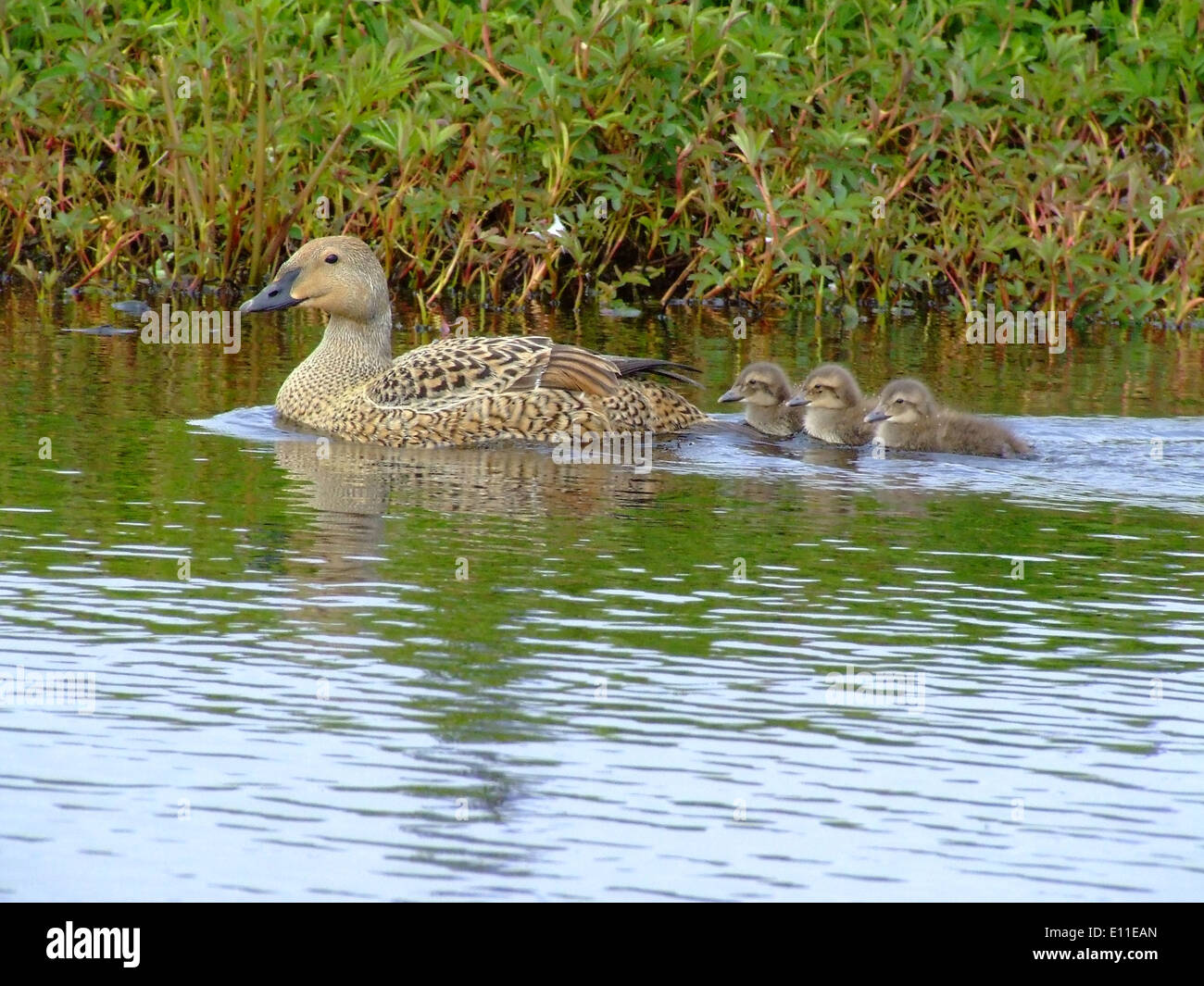 Una gallina di re Eider viene vista con la sua covata di anatre in estate, evidenziando il ciclo riproduttivo di questa specie di anatre marine. Re Eiders si riproducono nelle fredde zone costiere, e i loro giovani dipendono fortemente dalle cure materne. Foto Stock