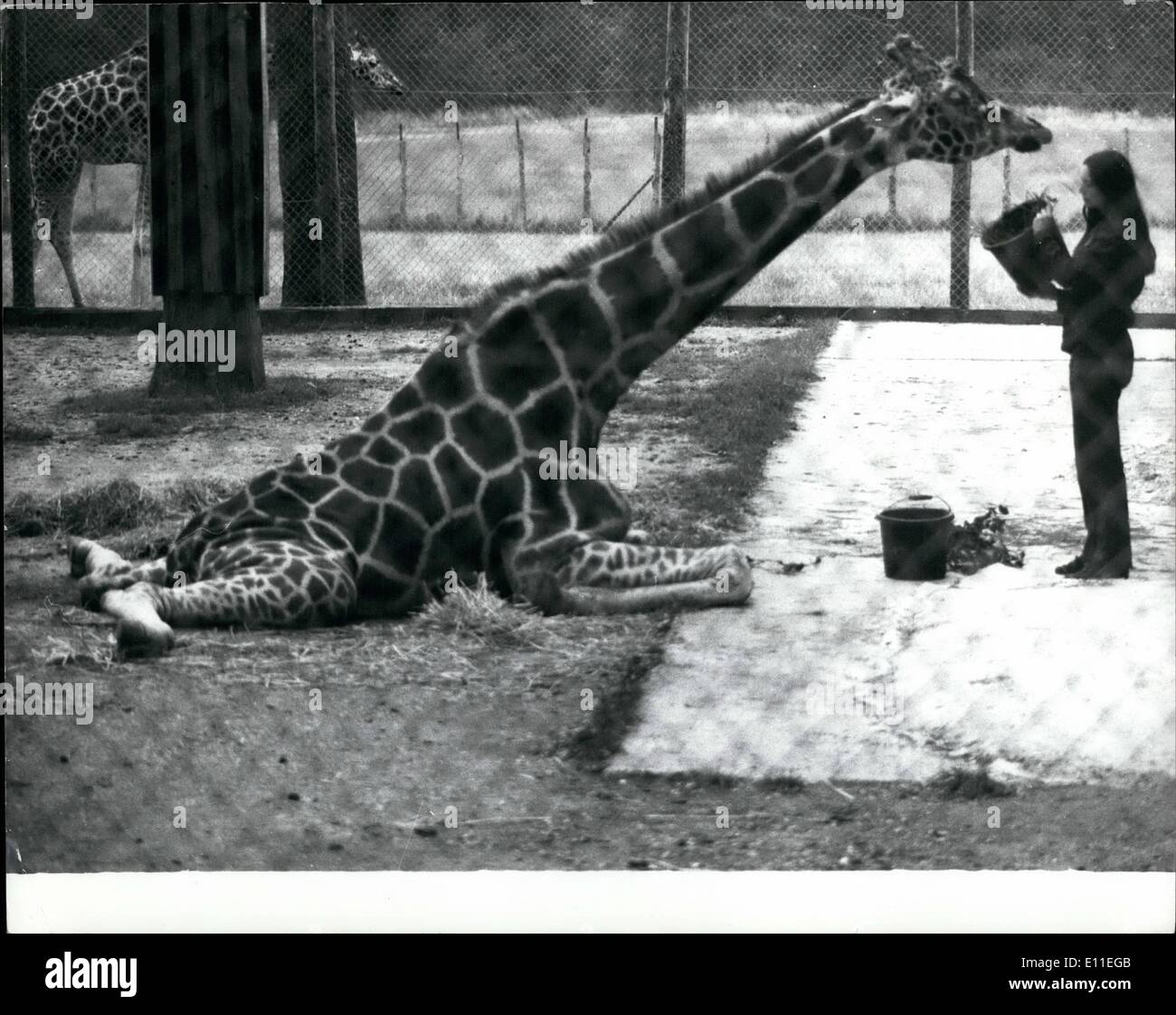09 settembre 1977 - Victor le cascate Giraffe in Love: Victor, la giraffa amorosa del Marzwell Zoological Park vicino Winchester, è letteralmente caduto in amore, giovedì scorso dopo aver prestato amorevole attenzione a tre giraffe ragazze crollate in una spaccatura, i vigili del fuoco non sono stati in grado di sollevarlo. Ma gli aiuti americani sono a portata di mano per Victor, Oklahoma Zoo ha ora cablato consigli su come un problema simile era cosìed alcuni anni fa. Credono che le gambe dei Victors siano andate a dormire a causa del peso del suo corpo Foto Stock