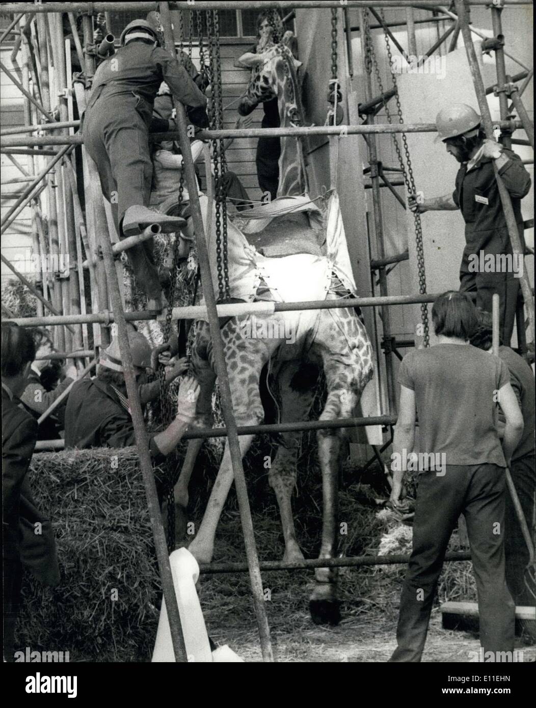 Sett. 20, 1977 - Victor la Giraffa muore per amore: Victor, la giraffa amoroso da Marwell Zoological par vicino a Winchester, cadde Foto Stock