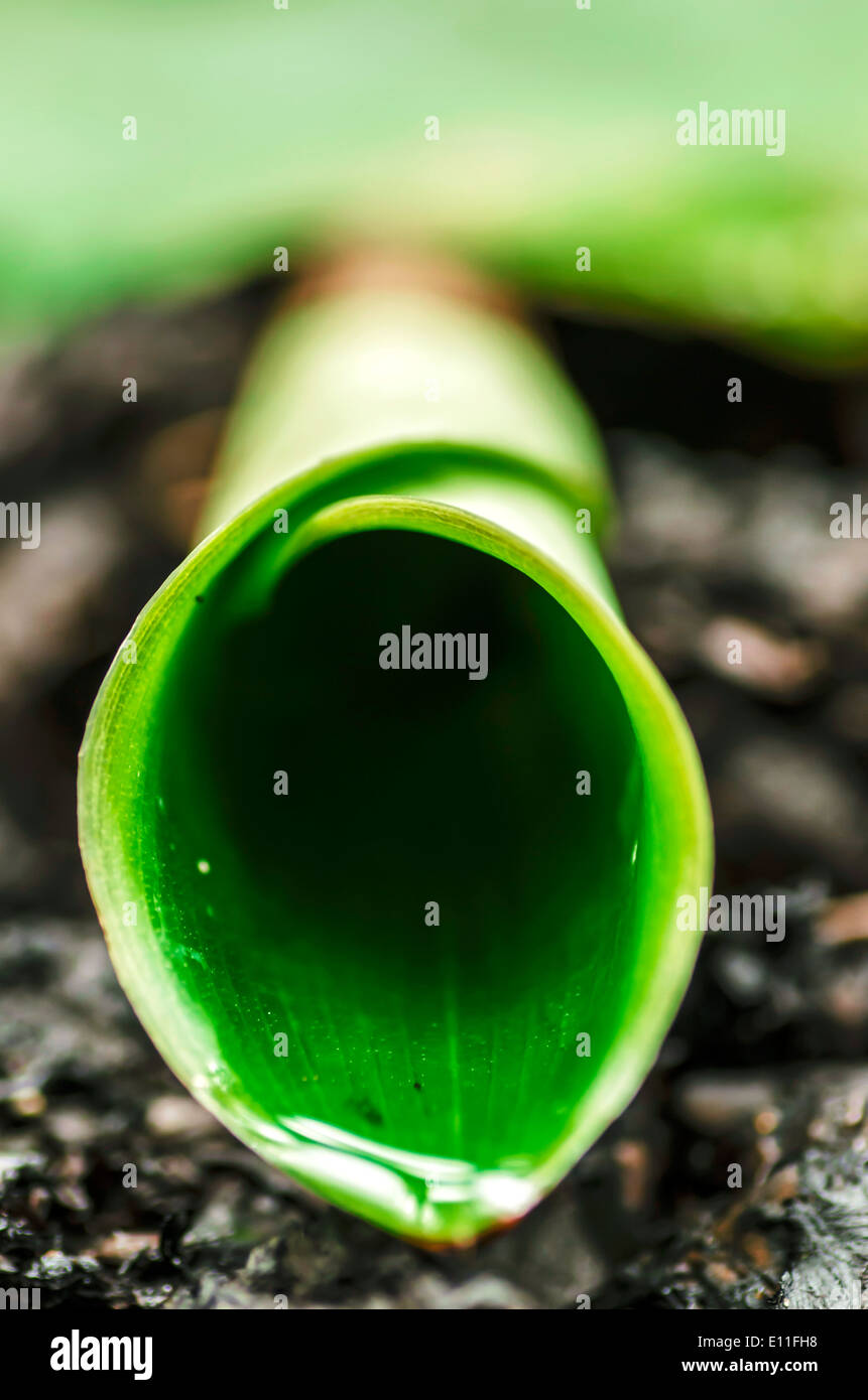 Green Leaf Roll verde natura Macro Foto Stock