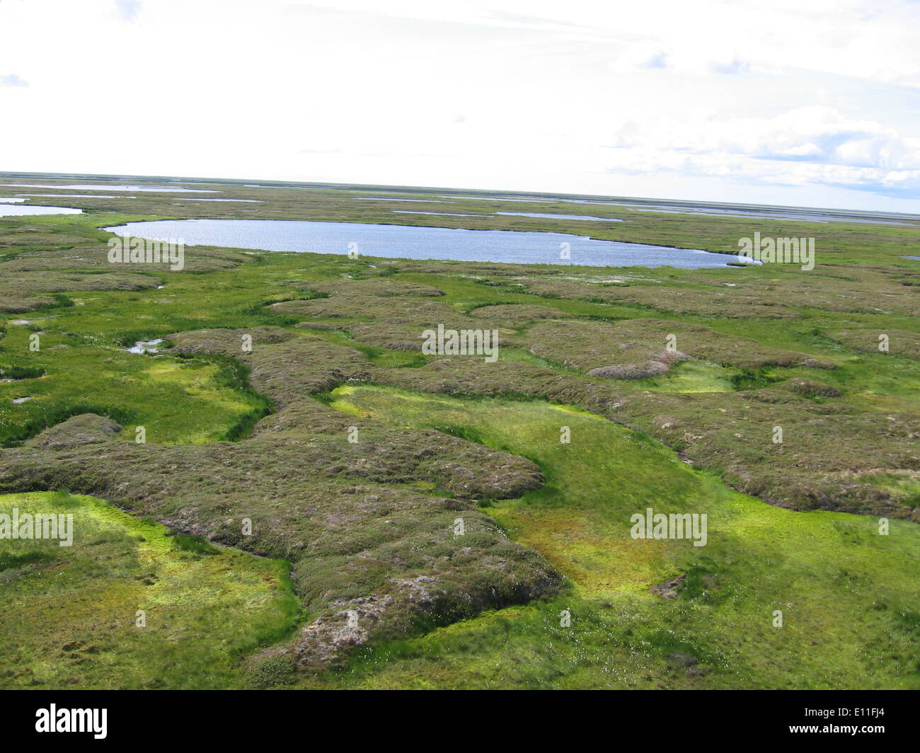 Una palude di Sfagnum elevata in Alaska fornisce un habitat essenziale per una varietà di specie vegetali e animali, contribuendo alla biodiversità della regione. La zona umida è una caratteristica chiave dell'ecosistema della tundra. Foto Stock