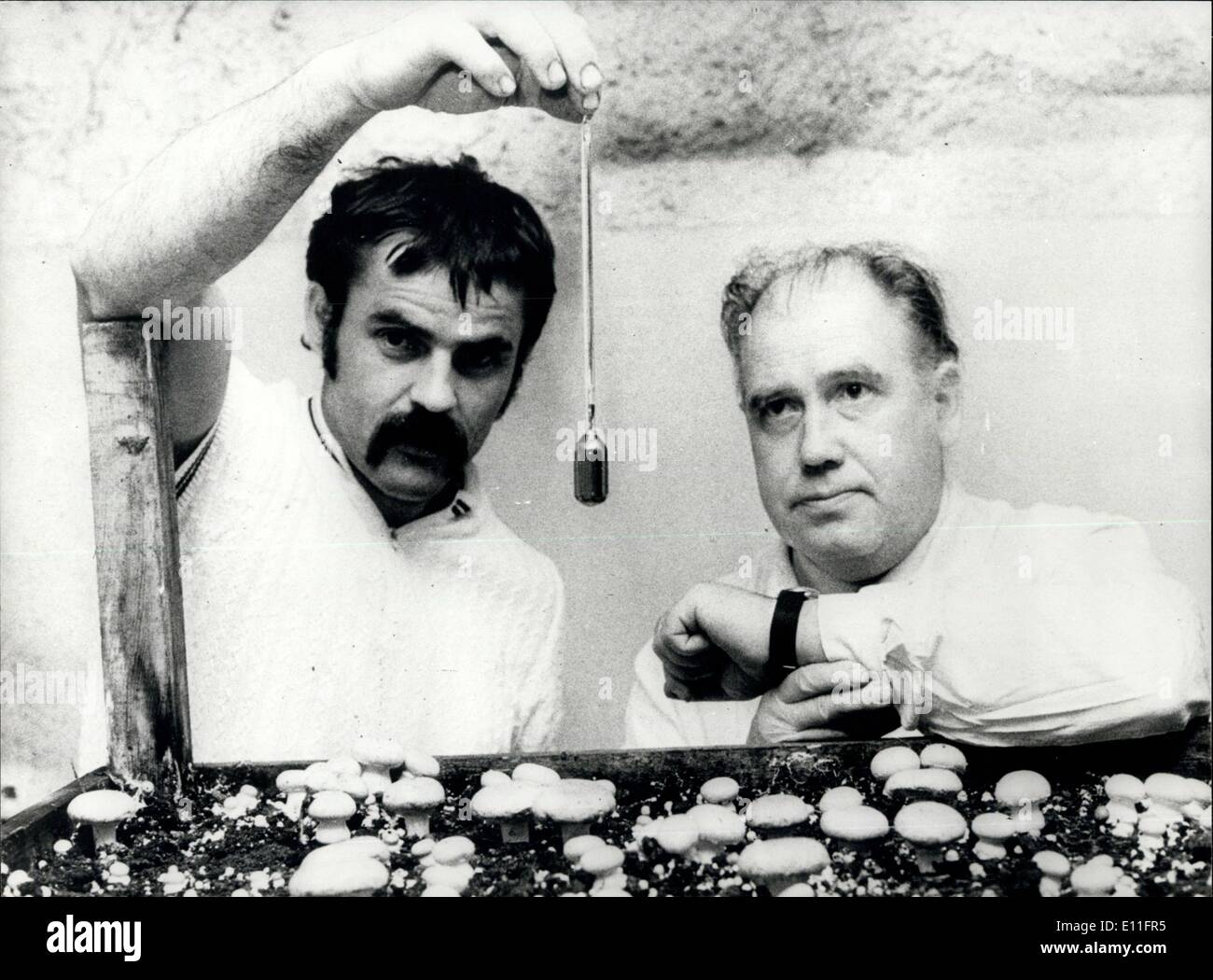 25 ottobre 1977 - I funghi sono più di una prelibatezza ? I funghi sono aggiunte adatto per la nutrizione di uomo per essi contengono 3-4 percento della digeribilità delle proteine, vitamine, ecc. La coltivazione per gli champignon e altri tipi di funghi è rapidamente un ramo di sviluppo della produzione agricola. Produzione di funghi è aumentato da 50000 tonnellate nel 1950 a oltre un milione di tonnellate di un anno presso il presente. Moderni e altamente tecnologia meccanizzata del lavoro viene utilizzato nella coltivazione di funghi. In Cecoslovacchia e Unione Sovietica, funghicoltura in via di sviluppo è stato dal 1965 Foto Stock