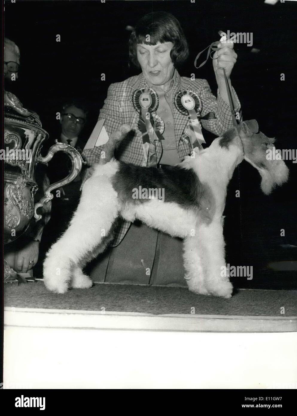 Febbraio 13, 1978 - Campione del supremo di Crufts Dog Show all'Olympia: Immagine mostra: Nuovo Top Dog, Harrowhill Huntsman, pet nome Ted, un filo fox terrier, con il suo padrone, Miss Evelyn Howles, da Harrow in Middlesex, dopo essere stata dichiarata Campione del Supremo al Crufts. Foto Stock