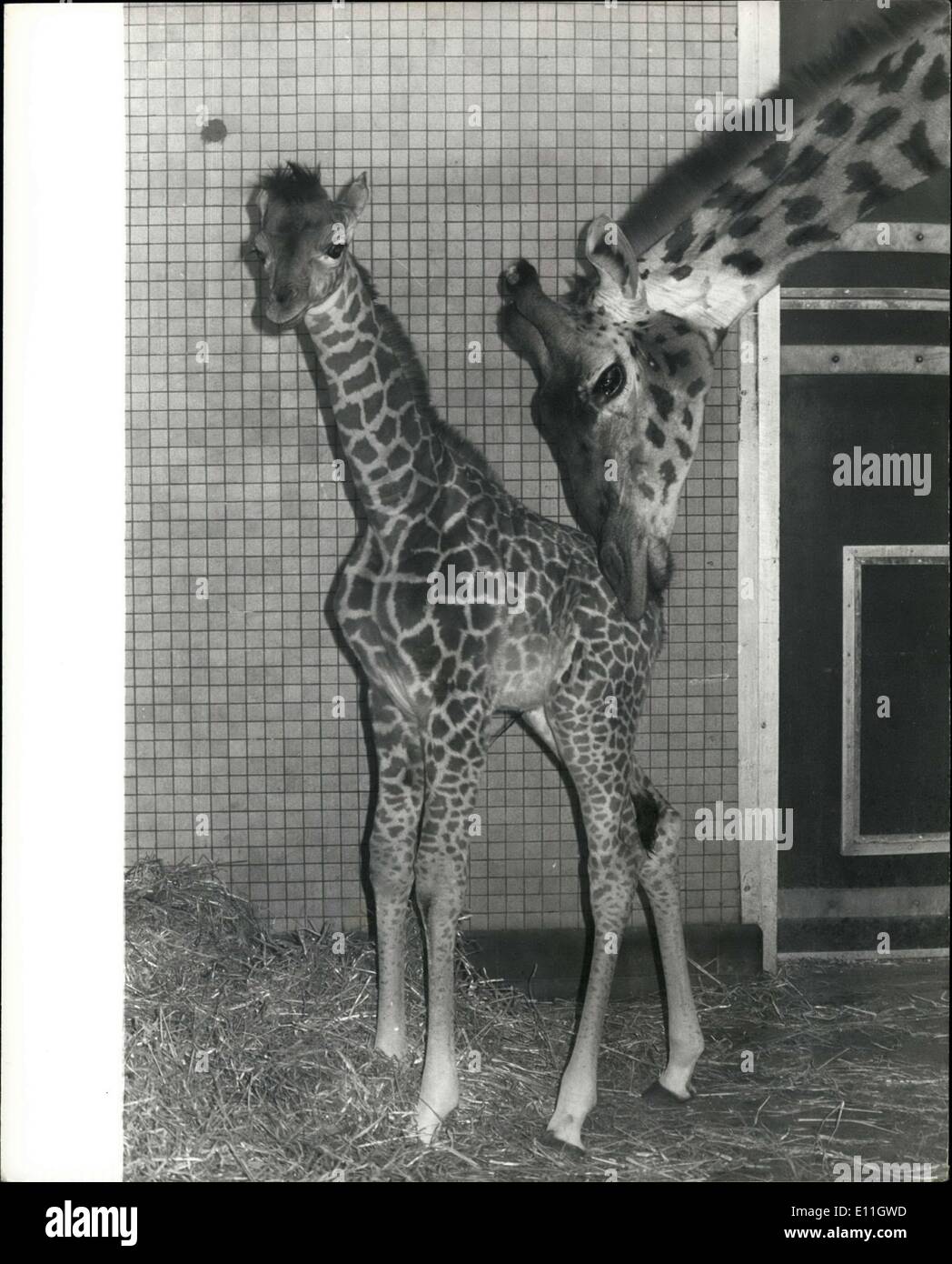 Febbraio 15, 1978 - CLoudy-London zoo bambino più recente sulla vista per la prima volta oggi.: Nuvoloso la Giraffa, lo Zoo di Londra il bambino più recente, nato il 6 febbraio è stato in vista per la prima volta oggi. Nuvoloso sono i genitori Robbie e Judy. Questo è Robbie è il sesto progenie e Judy terzo. Mostra fotografica di torbida per la prima volta oggi a Regents Park Zoo guarda dalla sua madre Judy. Foto Stock