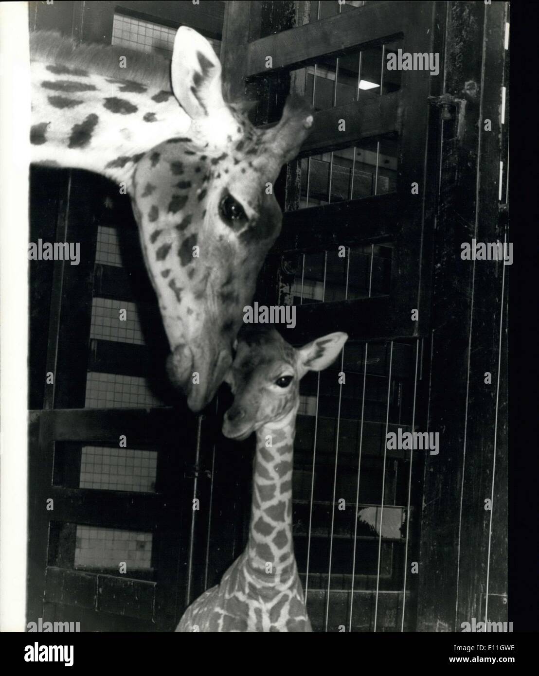 Febbraio 15, 1978 - CLoudy-London zoo bambino più recente sulla vista per la prima volta oggi.: Nuvoloso la Giraffa, lo Zoo di Londra il bambino più recente, nato il 6 febbraio è stato in vista per la prima volta oggi. Nuvoloso sono i genitori Robbie e Judy. Questo è Robbie è il sesto progenie e Judy terzo. La foto mostra la madre Judy continua a chiudere gli occhi sulla sua ultima progenie nuvoloso che è stato visto per la prima volta oggi presso il Regents Park Zoo. Foto Stock