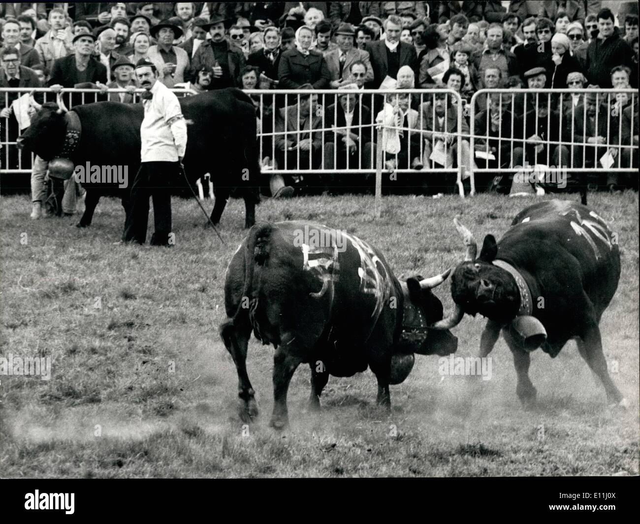 Apr. 04, 1978 - tori in stagione dei tradizionali combattimenti di mucche ha iniziato: Questo fine settimana al cantone svizzero del Vallese il tradizionale Foto Stock
