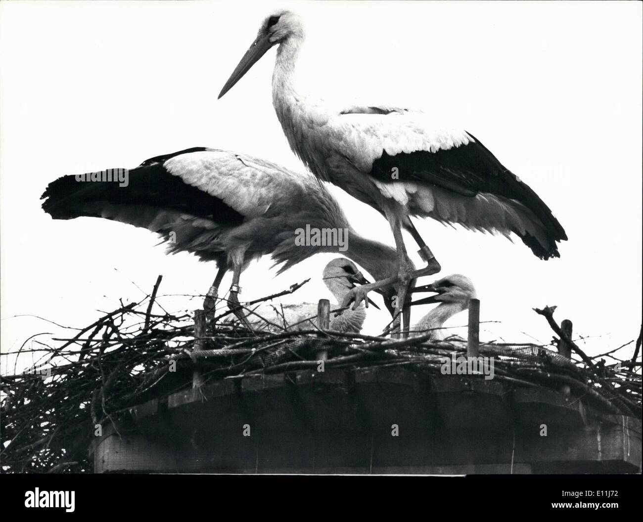 Lug. 07, 1978 - Stork - famiglia. 1977 per la prima volta una cicogna-giovane apparso nel piccolo villaggio svizzero di Ellikon - ben accolto dalla popolazione. Quest anno le cicogne restituiti e anche ha dato i natali a diversi bambini - stork - i bambini del corso. Alcuni anni fa le cicogne sono state molto rare in Svizzera ma ora quasi settanta stork-coppie hanno scelto la Svizzera per la loro patria. Foto Stock